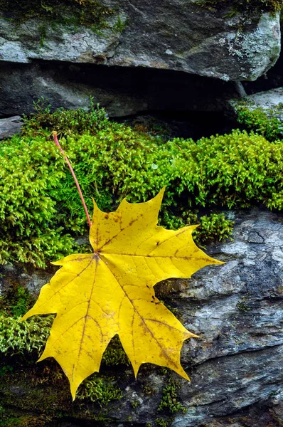 Herbst Ahornblatt und Moos — Stockfoto