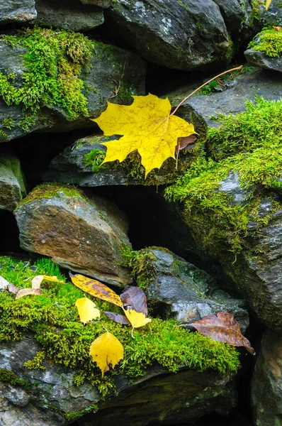 Folhas de outono na parede de pedra coberta com musgo — Fotografia de Stock