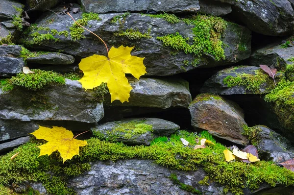 Herbstblätter an mit Moos bedeckter Steinmauer — Stockfoto