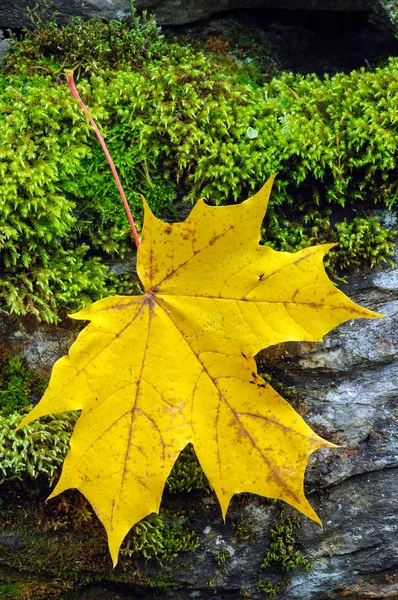 Sonbahar akçaağaç yaprağı ve yosun — Stok fotoğraf