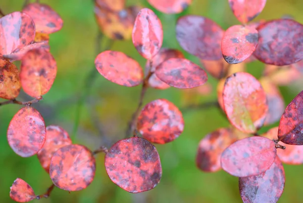 Folhas de outono de baga de mirtilo — Fotografia de Stock