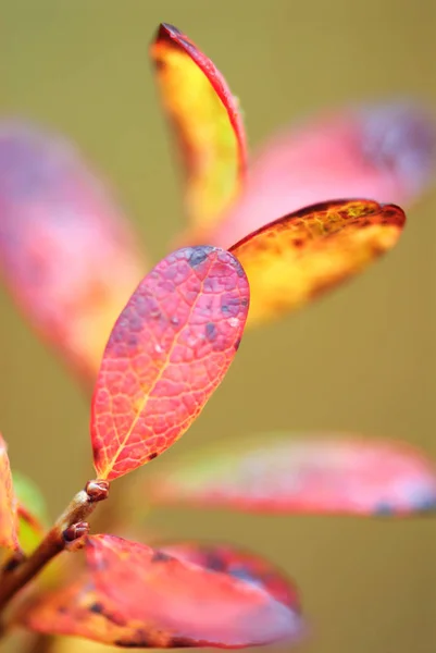 Folhas de outono de baga de mirtilo — Fotografia de Stock