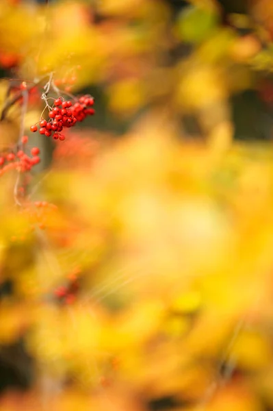 Rowanberries jesienią — Zdjęcie stockowe