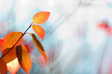 Sonbahar renklerinde Sibirya kızılcık yaprakları