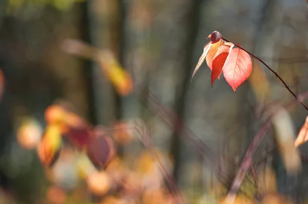 Folhas de dogwood siberiano em cores de outono — Fotografia de Stock