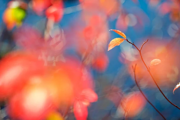 Syberyjski dereń pozostawia w jesiennych kolorach — Zdjęcie stockowe