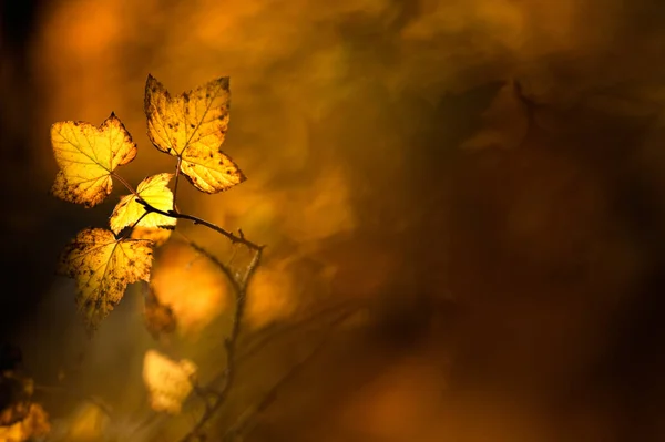 Folhas de groselha vermelha nas cores do outono — Fotografia de Stock