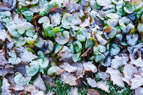 Feuilles d'automne congelées — Photo
