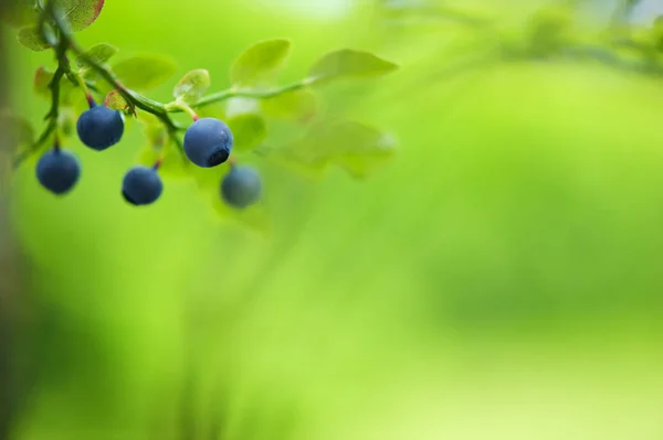 Ripe delicious bilberries — Stock Photo, Image