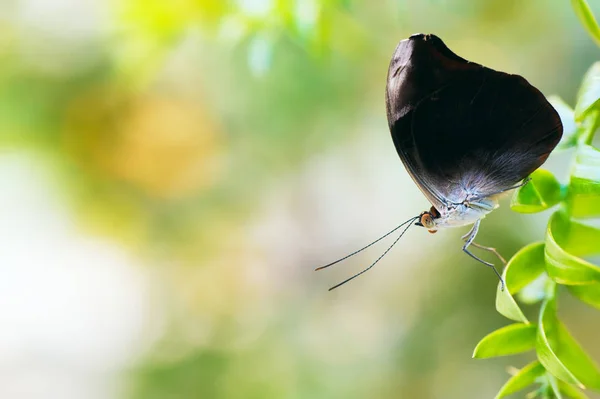Mariposa posándose en la hoja de la planta — Foto de Stock