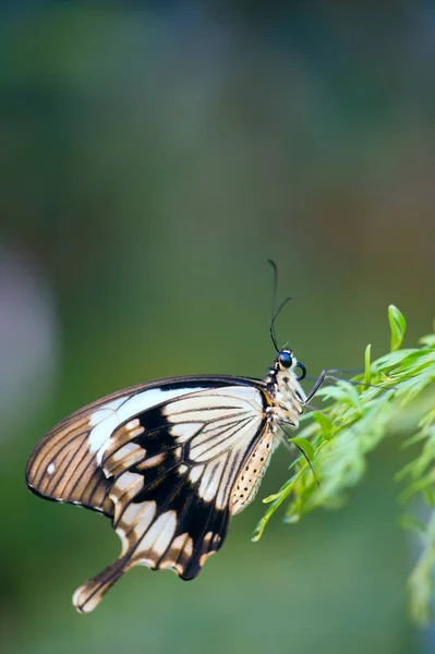 Mariposa sobre hoja de planta — Foto de Stock