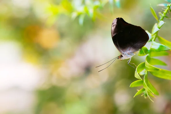 Mariposa descansando sobre la hoja de la planta — Foto de Stock