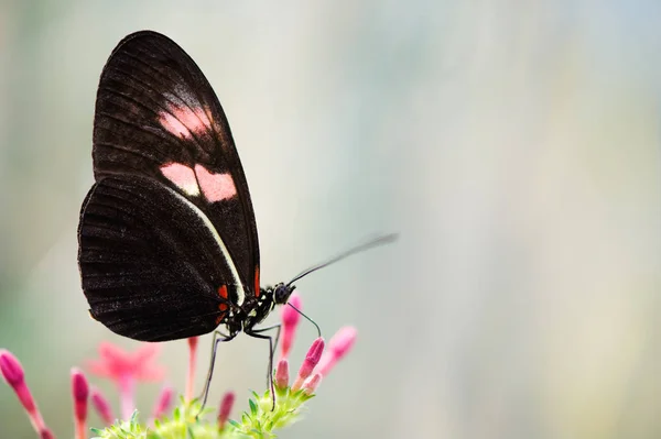 Heliconius butterfly on flower — Stock Photo, Image