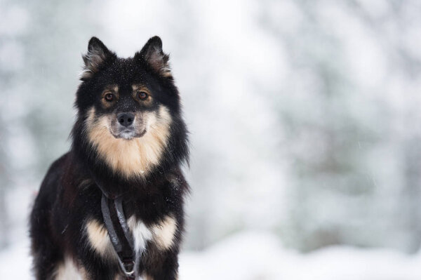 Herding dog portrait in snow