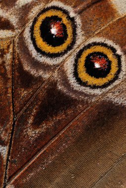 Kelebek kanat desenleri