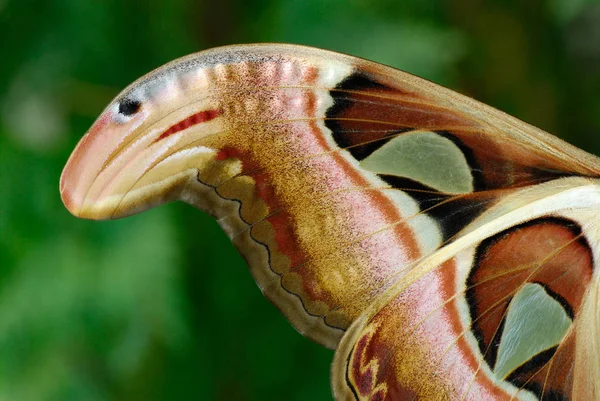 Atlas Moth Wing — Stockfoto