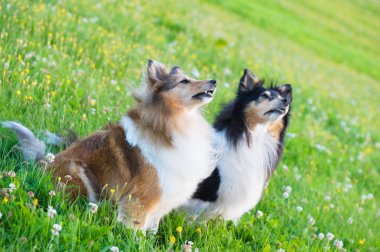 Çayırda shelties