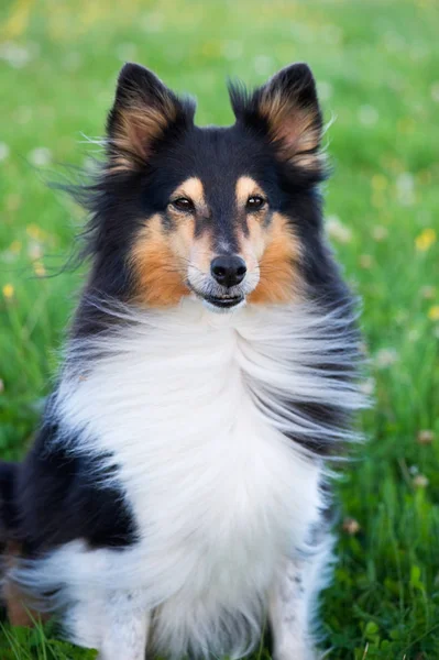 Sheltie portret — Stockfoto