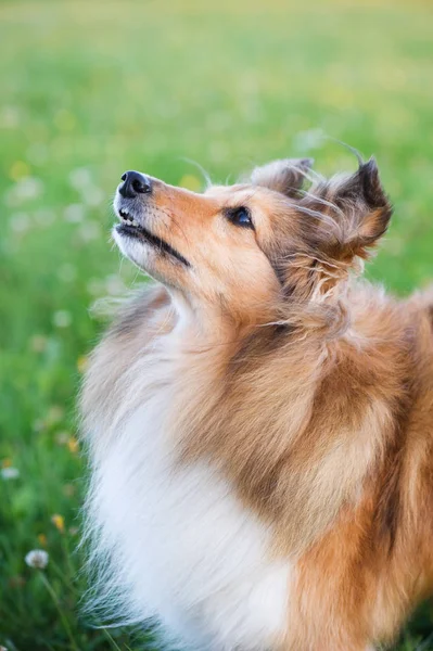 Sheltie portret — Stockfoto