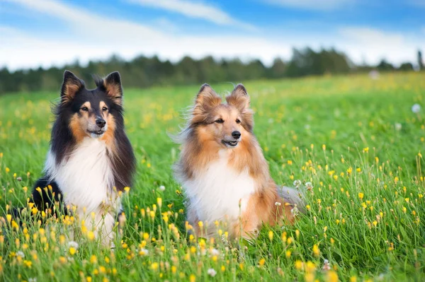 Shelties in de weide — Stockfoto