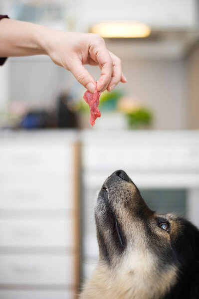 Moment before the bite