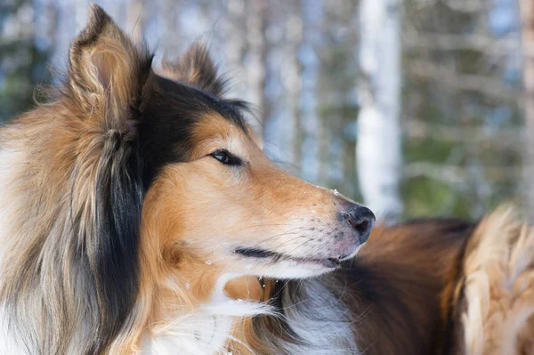 Hond portret — Stockfoto