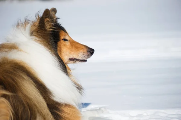 Hund porträtt — Stockfoto