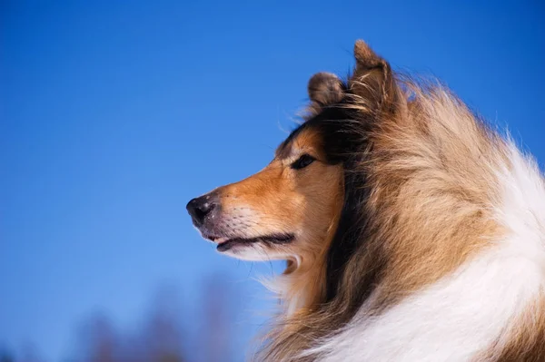 Rough collie portret. — Stockfoto