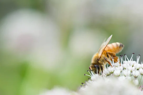 Honey bee on flower