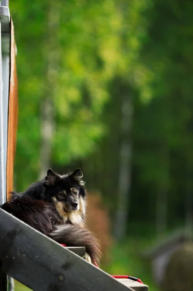 Hond op een veranda — Stockfoto