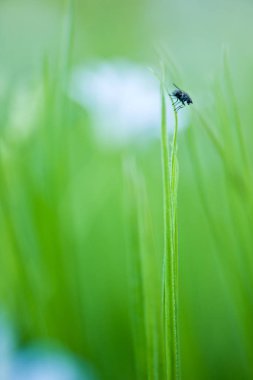 çimenlerin üzerinde uçmak