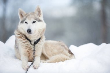 Wolfdog portresi