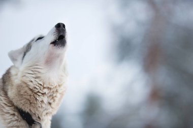 Kurt köpeği uluma