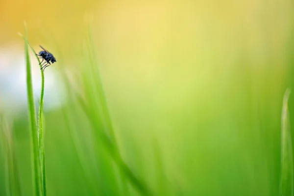 Volar posado en la hierba — Foto de Stock