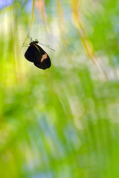 Метелик Heliconius — стокове фото