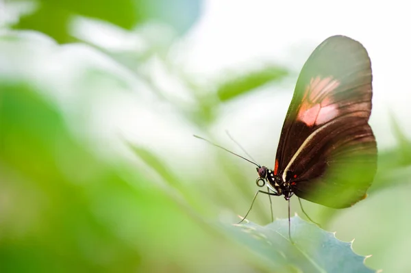 Mariposa sobre hoja de planta — Foto de Stock