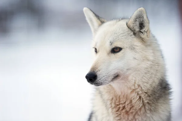 Cão de trenó — Fotografia de Stock