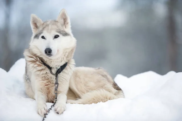 Portret Wolfdog — Zdjęcie stockowe