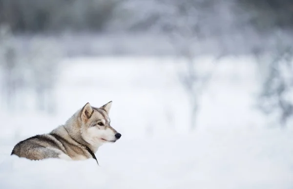 Portrait de chien-loup — Photo