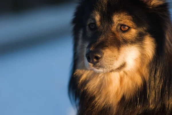 Hund porträtt — Stockfoto