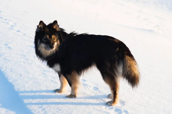 Hund i snö — Stockfoto