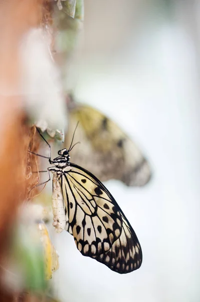 Paper Kite butterfly — Stock Photo, Image