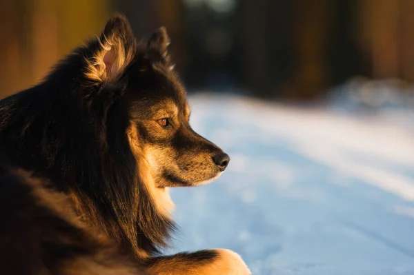 Hund porträtt — Stockfoto