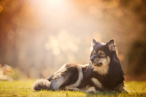 Fiński Lapphund Leżący Podwórku Wieczornym Słońcu — Zdjęcie stockowe