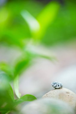 Çakıl taşları ve bitkiler