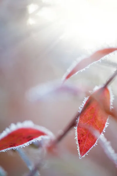 Feuilles d'automne colorées couvertes de givre — Photo