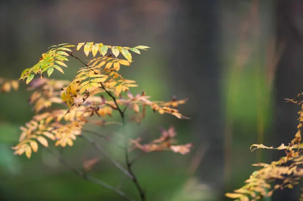 Folhas de Rowan em cores de outono — Fotografia de Stock