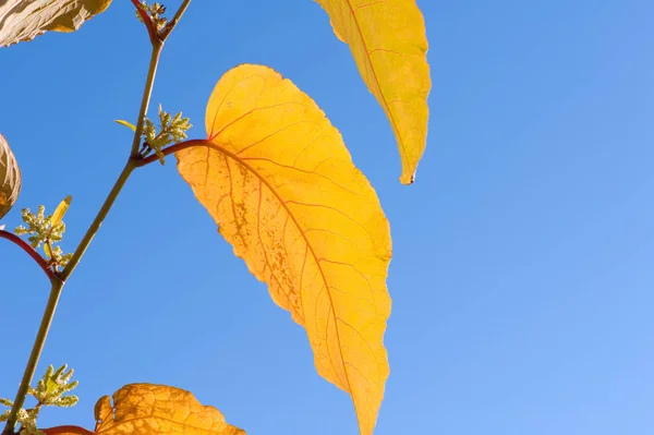 Outono knotweed folhas contra o céu azul — Fotografia de Stock