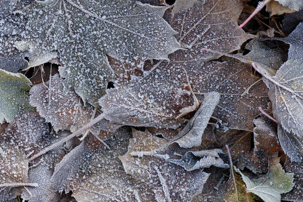 Gelée Sur Les Feuilles Mortes — Photo