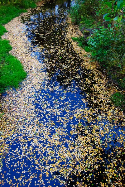 Herbstblätter treiben auf dem Wasser — Stockfoto